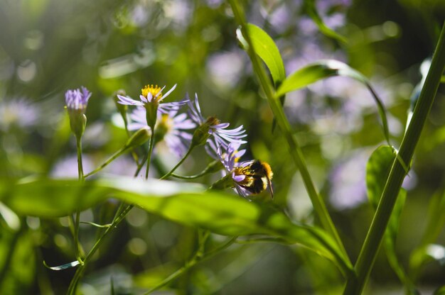 Foto hommel bestuift een paarse wilde bloem in de natuur