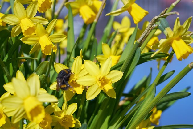 Hommel bestuift gele narcissen buiten in het park.