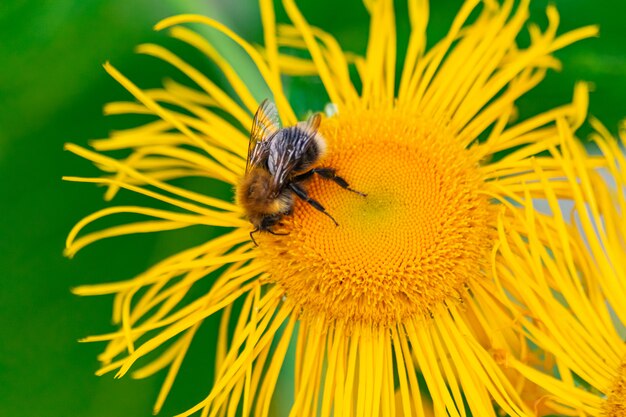 Hommel die Elecampane-bloem bestuiven, dichte mening