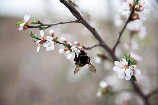 Hommel die nectar van bloemen op de lenteboom verzamelt