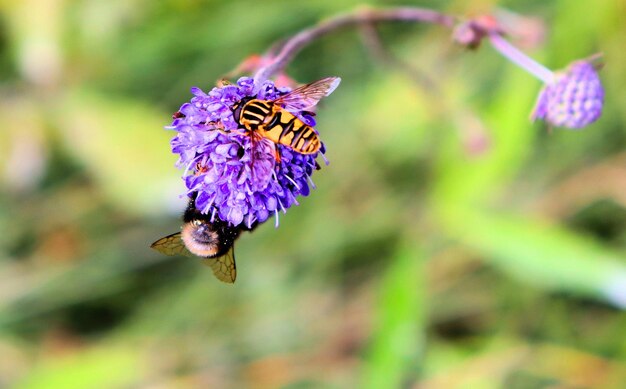 Hommel en vlinder verzamelen nectar op blauwe bloem