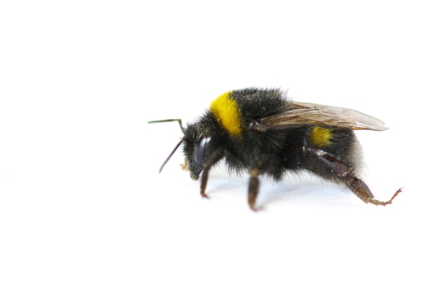 Hommel geïsoleerd op een witte