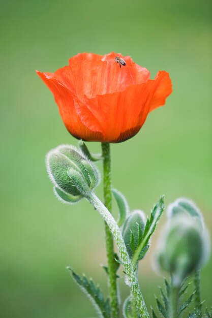 Hommel met rode papaver