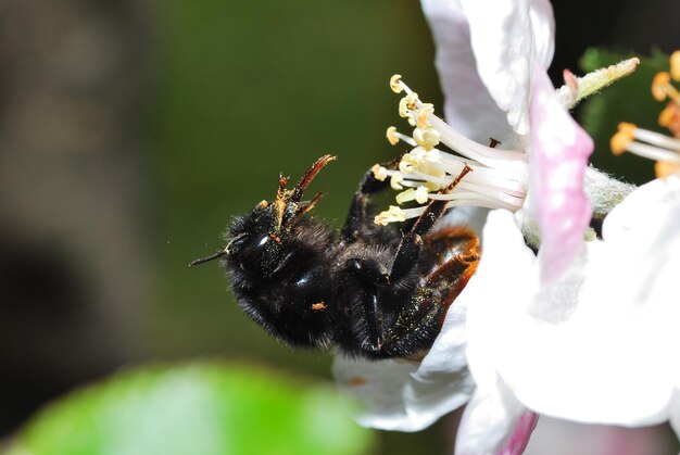 Hommel met stuifmeel