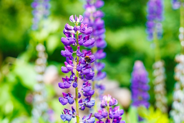 Hommel op bloem in de tuin