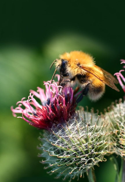 Hommel op distelbloem