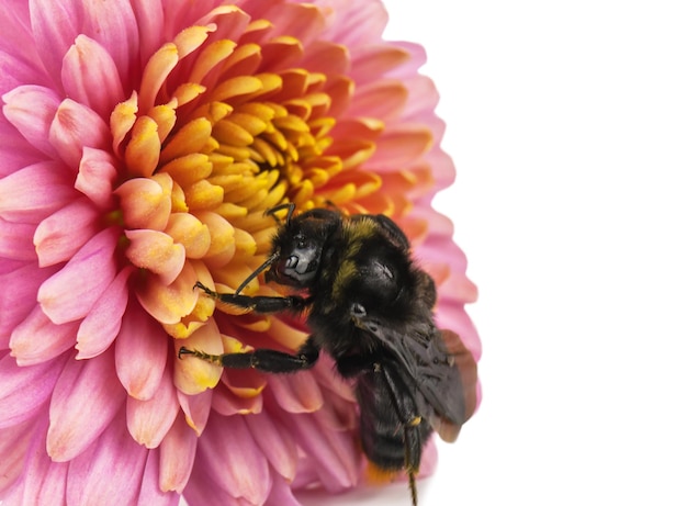 Hommel op een bloem op witte achtergrond