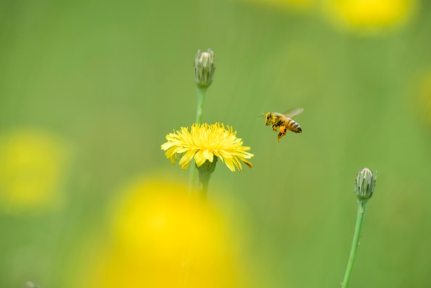 Hommel op een distelbloem Patagonië Argentinië