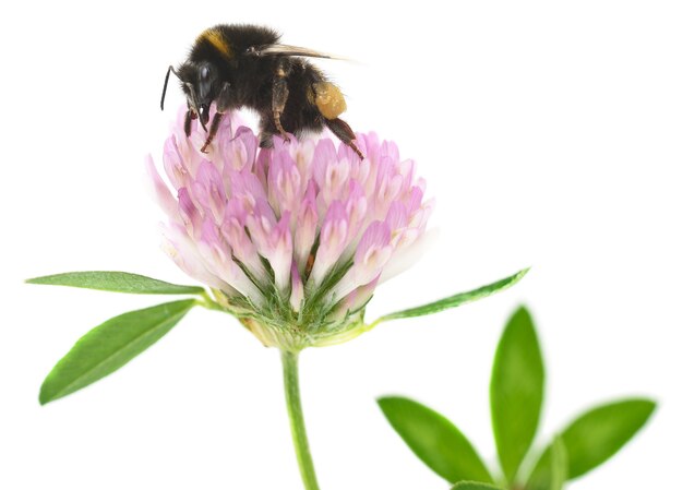 Foto hommel op een klaverbloem