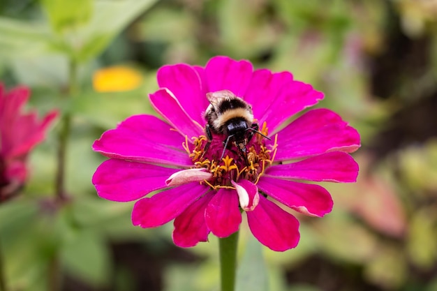 Hommel op een paarse bloem macro foto