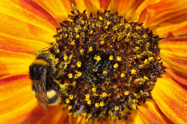 Hommel verzamelt nectar en stuifmeel op een bloeiende zonnebloembloem op een zomerdag close-up macrofotografie