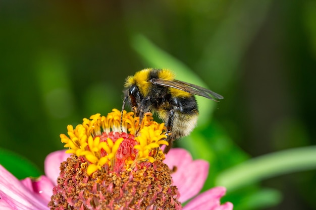 Hommel verzamelt stuifmeel met roze zinnia bloem macrofotografie op een zonnige zomerdag