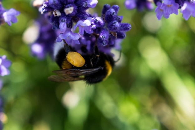 Hommel verzamelt stuifmeel op lavendelbombus