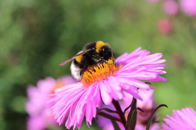 hommel zit op de aster en verzamelt de nectar