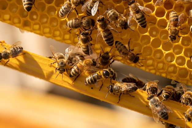 Hommels op een frame met honingraten close-up Insecten in de bijenteelt Bijenteelt als bedrijf