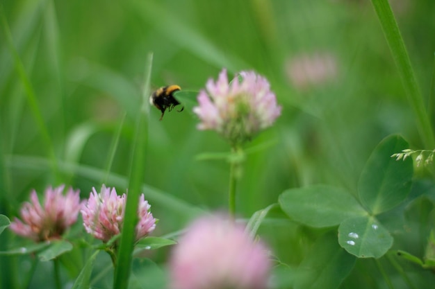 Hommelstuifmeel op roze klaver close-up. Humblebee nectar op trifoliumbloem in lentegroen