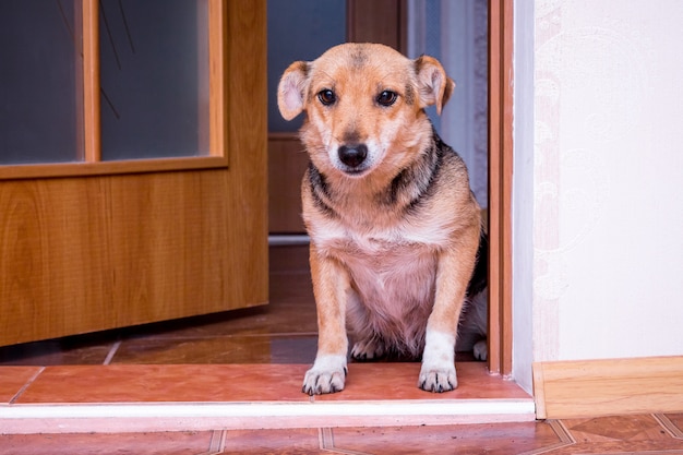 Hond aan de deur van de kamer