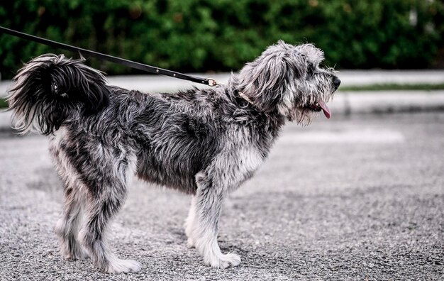 Foto hond aan de leiband .