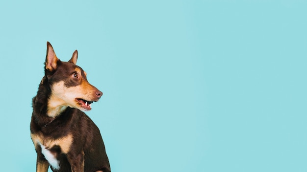 Hond aan de linkerkant.