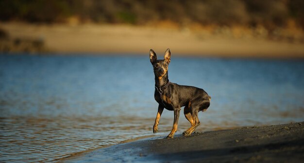 Foto hond aan de oever van de rivier