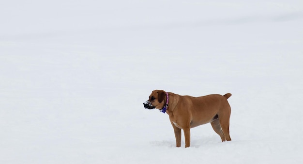 Hond aan het spelen in de sneeuw