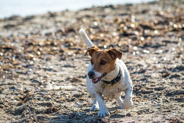 Hond aan het spelen op het strand