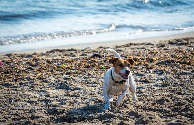 Hond aan het spelen op het strand