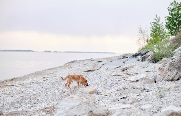 Hond aan zee. dakloze hond op straat.