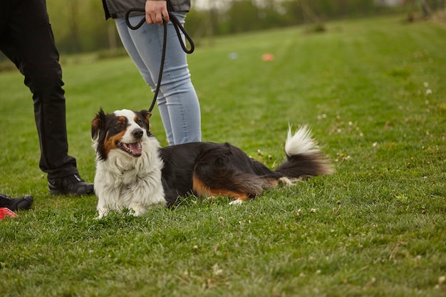 Hond aangelijnd in het park