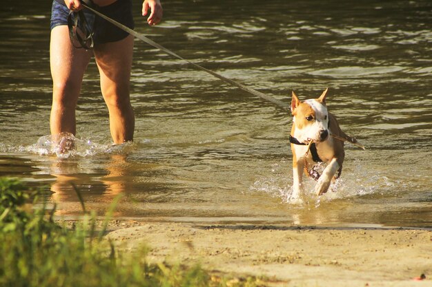 Foto hond aangelijnd na badderen in water op het strand