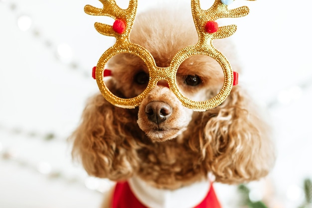 Hond abrikozenpoedel in nieuwe jaarversieringen klaar voor kerstfeest