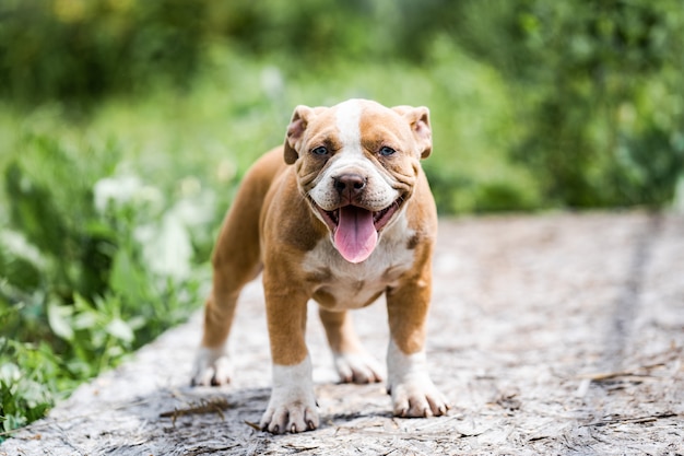 Hond Amerikaans Pit Bull Terrier, portret op aard.