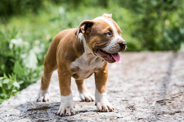 Hond Amerikaans Pit Bull Terrier, portret op aard.