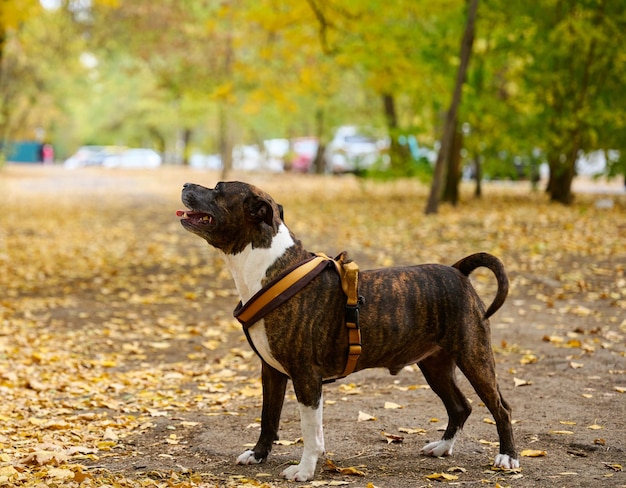 Hond amerikaanse pitbullterriër staat in het herfstpark. tong uit de mond, goede hond