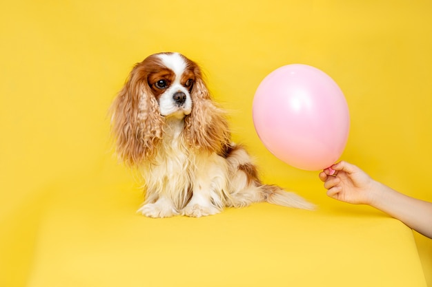 Hond Arrogante King Charles Spaniel plaatsing en kijkt naar roze ballon, cadeau in zijn hand.