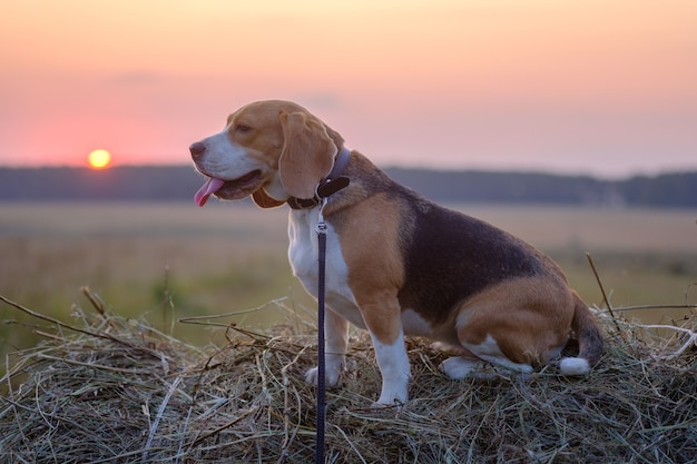 Hond Beagle op een rol hooi in een veld