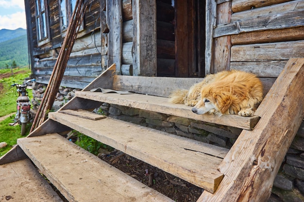 Hond bewaakt een huis