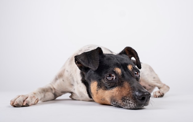 hond bewaarder liggen met trieste blik op witte achtergrond