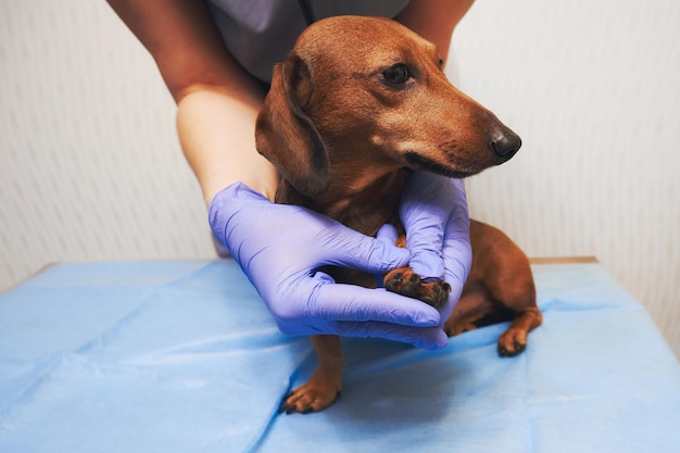 Hond bij de dierenartskliniek Onderzoek van de voorpote van de hond