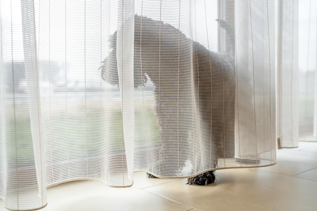 Hond bij het raam met gordijnen in het huis kleine zwarte schnauzer