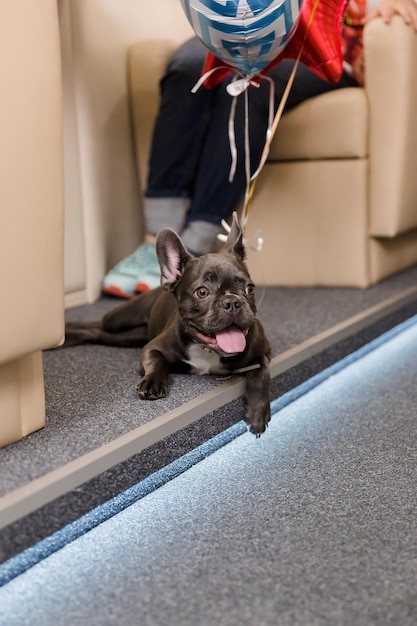 Hond bij het vliegtuig. Franse bulldog op een bord, selectieve focus. Honden vervoer