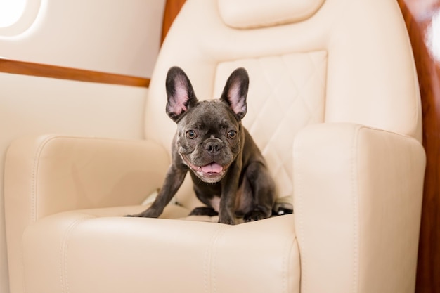 Hond bij het vliegtuig. Franse bulldog op een bord, selectieve focus. Honden vervoer