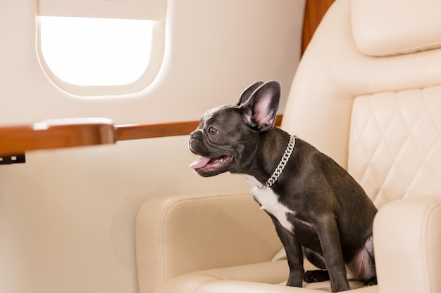 Hond bij het vliegtuig. Franse bulldog op een bord, selectieve focus. Honden vervoer