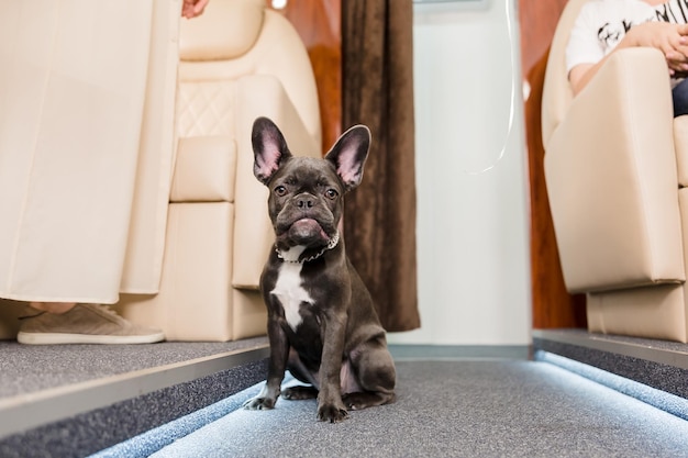 Hond bij het vliegtuig. Franse bulldog op een bord, selectieve focus. Honden vervoer