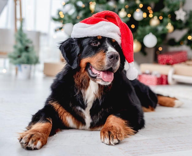 Hond bij kerstboom thuis