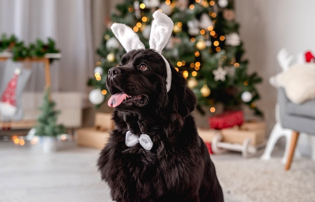 Hond bij kerstboom thuis