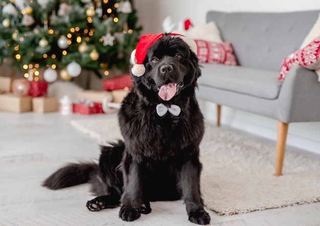 Hond bij kerstboom thuis