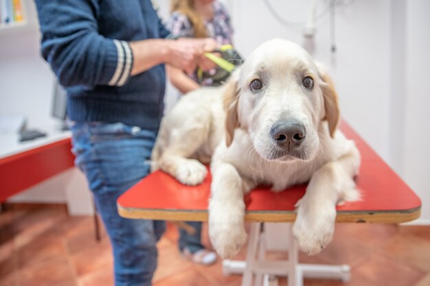 Hond bij onderzoek bij dierenkliniek. gouden retvier