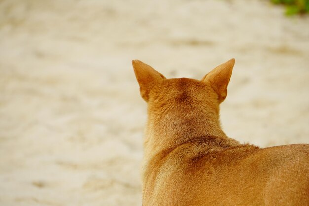 Hond bij Strand die zand speelt