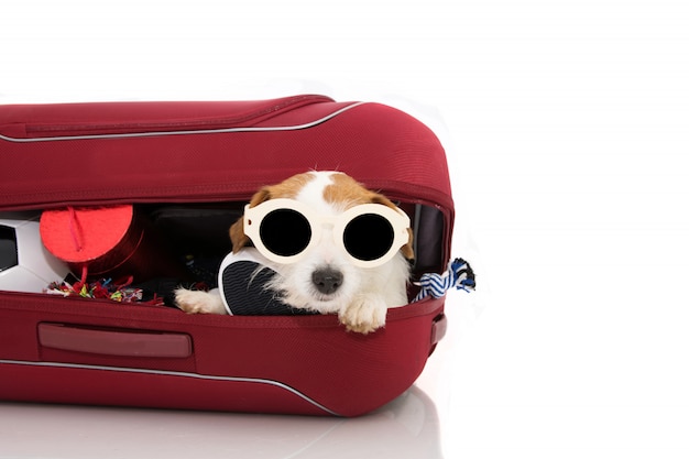 Hond binnen een rode moderne bagage of bagage die op vakanties gaat die zonnebrillen dragen.